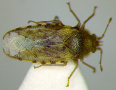 Parapiesma salsolae