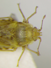Parapiesma salsolae