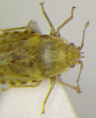 Parapiesma salsolae