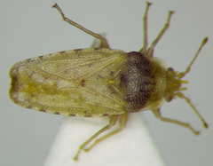 Parapiesma salsolae
