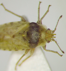 Parapiesma salsolae