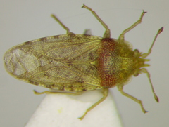 Parapiesma salsolae