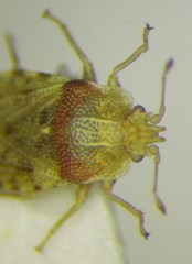 Parapiesma salsolae