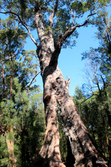 Eucalyptus jacksonii