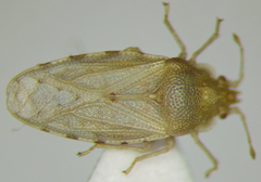 Parapiesma salsolae