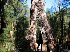 Eucalyptus jacksonii