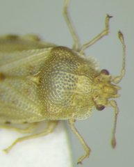 Parapiesma salsolae