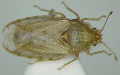 Parapiesma salsolae