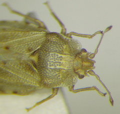 Parapiesma salsolae