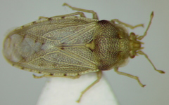 Parapiesma salsolae