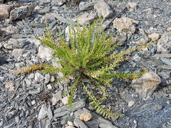 Oxytropis stukovii