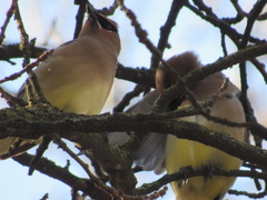 Bombycilla cedrorum