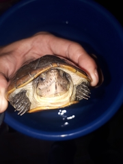 Kinosternon herrerai