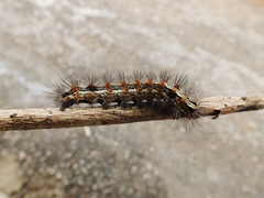 Lepidoptera