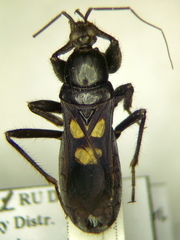 Ectomocoris caucasicus