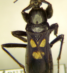 Ectomocoris caucasicus