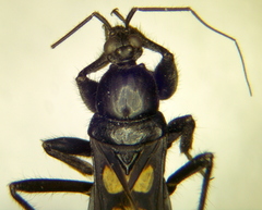Ectomocoris caucasicus