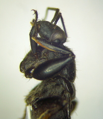 Ectomocoris caucasicus