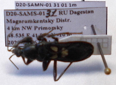 Ectomocoris caucasicus