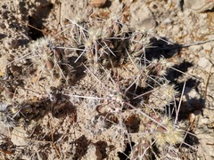 Cylindropuntieae