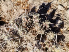 Cylindropuntieae
