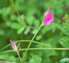 Onobrychis aequidentata