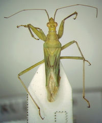 Nabis pallidus