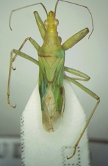 Nabis pallidus