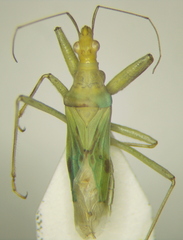 Nabis pallidus
