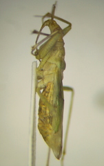Nabis pallidus