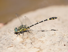 Austrogomphus cornutus