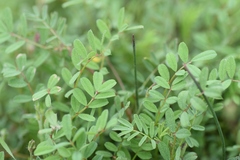 Onobrychis aequidentata