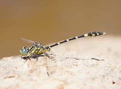 Austrogomphus cornutus