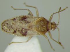 Monosteira unicostata