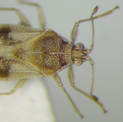 Monosteira unicostata