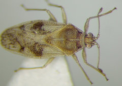 Monosteira unicostata