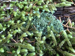 Cladonia carneola