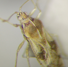 Monosteira unicostata