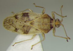 Monosteira unicostata