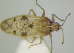 Monosteira unicostata