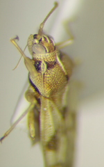 Monosteira unicostata