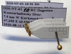 Monosteira unicostata