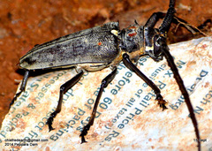 Batocera rufomaculata