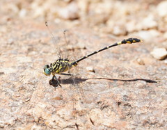 Austrogomphus cornutus