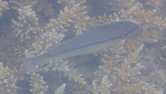 Lutjanus vitta