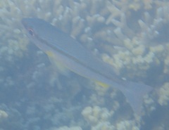 Lutjanus vitta