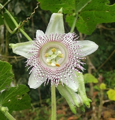 Passiflora adenopoda