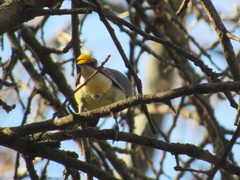 Bombycilla cedrorum