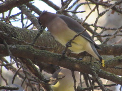 Bombycilla cedrorum