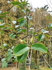 Magnolia maudiae